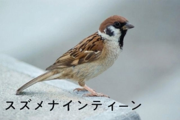 スズメナインティーン - インディーズ試聴サイトAudioleaf