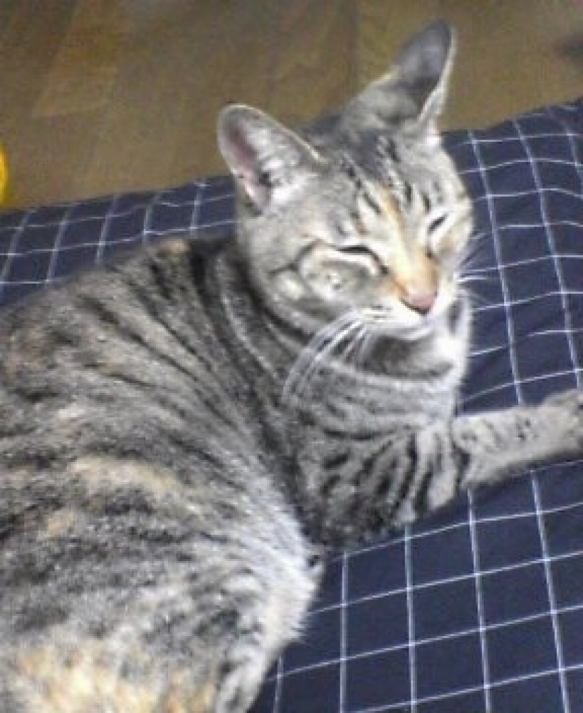 ぬるさとしめり