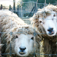 SHeeP