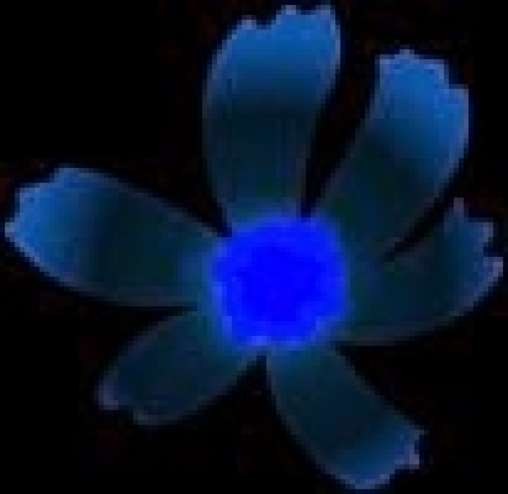 Iridescent Cosmos