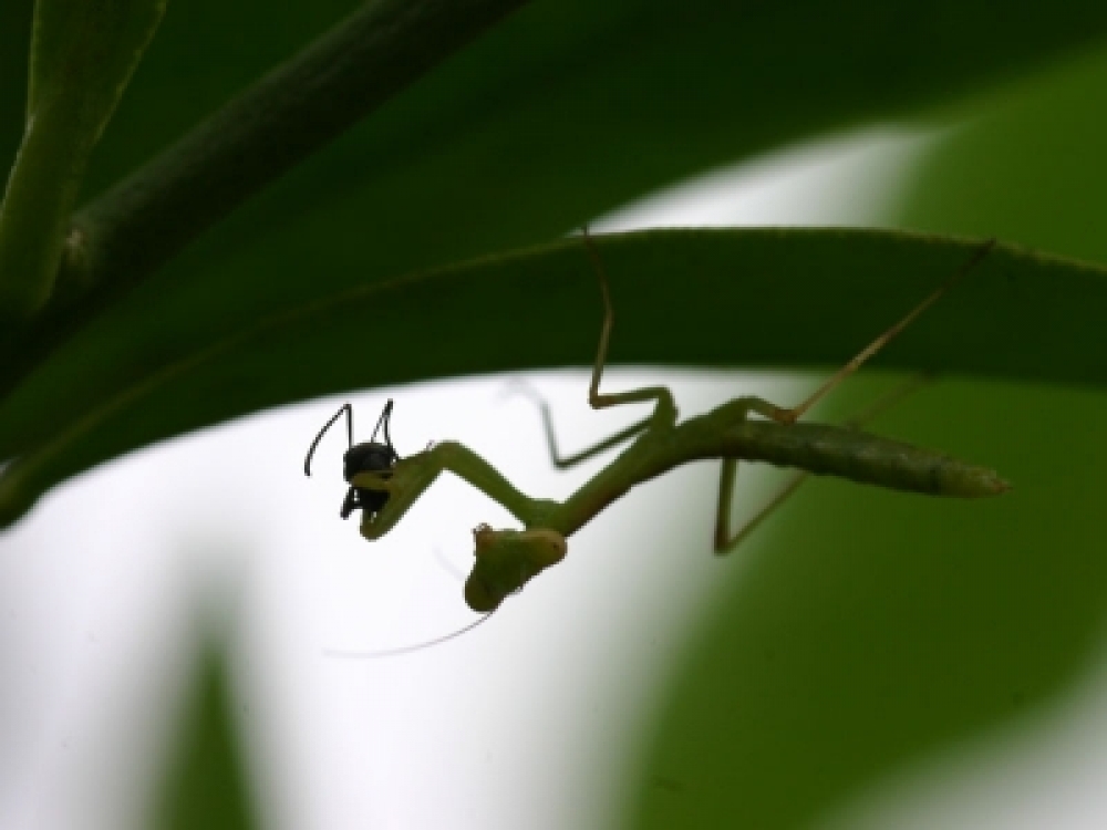 EＶカマキリ