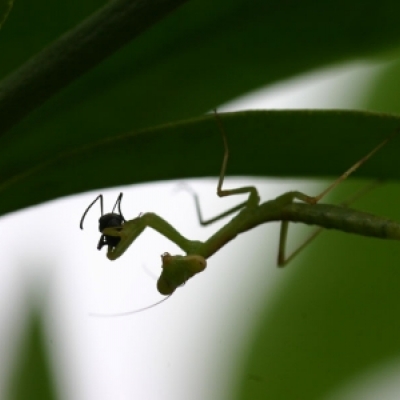 EＶカマキリ