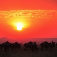the gnu