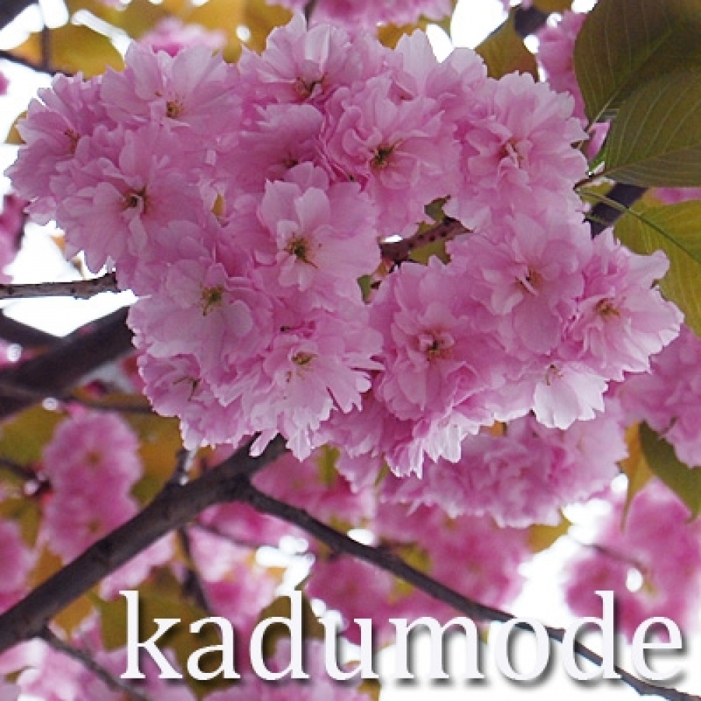 kadumode
