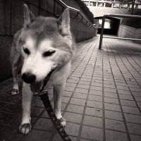 the lupus