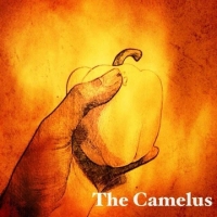 The Camelus