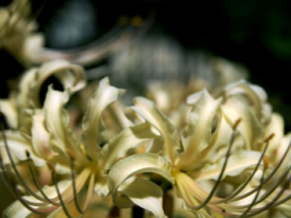 Lycoris(仮）