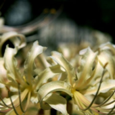Lycoris(仮）