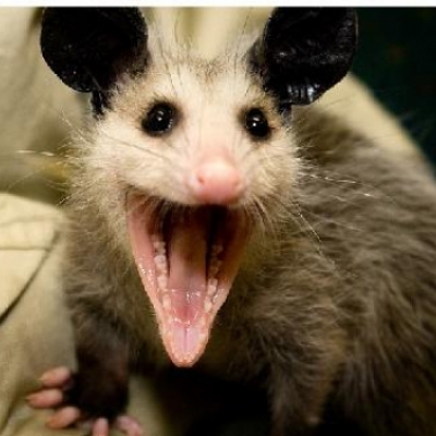 Opossum