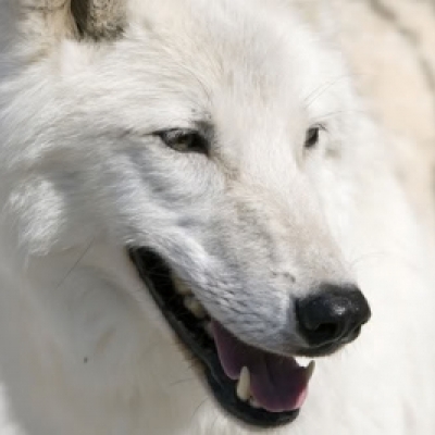 SilvaWolf13